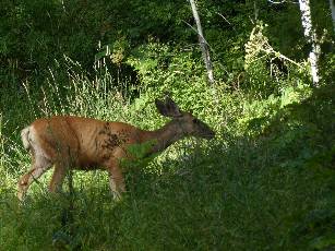 wlasal-2013-day1-5  deer in camp.jpg (476499 bytes)